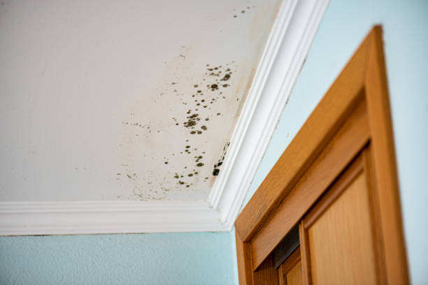 Best Black Mold Remediation in Millbourne, PA